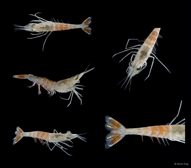 Dendrobranchiata sp. "SEA-8767"•&copy; Rene Ong•All Rights Reserved