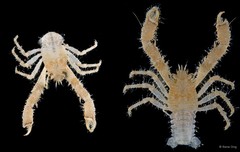 Anomura sp. "Squat lobster 1"
