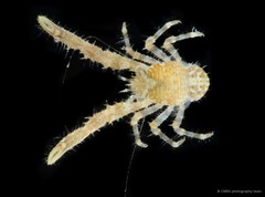 Anomura sp. "Squat lobster 4"