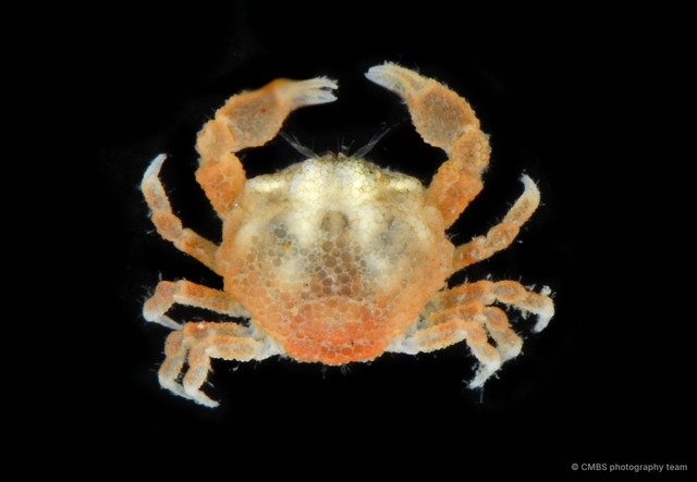 Actaeomorpha sp. "cf. erosa"•&copy; CMBS photography team•All Rights Reserved