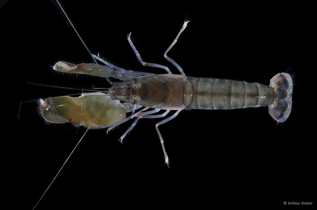 Alpheus sp. "cf. euphrosyne"•&copy; Arthur Anker•All Rights Reserved