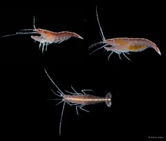 Athanas japonicus•&copy; Arthur Anker•All Rights Reserved