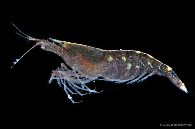 Athanas polymorphus•&copy; CMBS photography team•All Rights Reserved