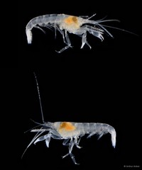 Automate anacanthopus•&copy; Arthur Anker•All Rights Reserved