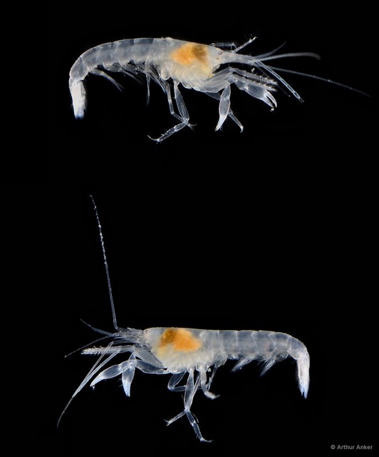 Automate anacanthopus•&copy; Arthur Anker•All Rights Reserved