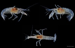 Automate anacanthopus•&copy; Arthur Anker•All Rights Reserved