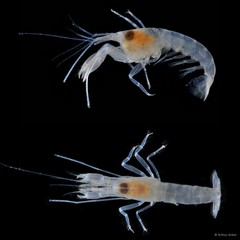 Automate anacanthopus•&copy; Arthur Anker•All Rights Reserved