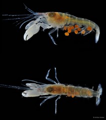 Automate anacanthopus•&copy; Arthur Anker•All Rights Reserved