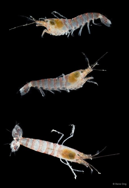 Potamalpheops sp. "cf. tigger"•&copy; Rene Ong•All Rights Reserved