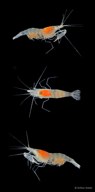 Salmoneus alpheophilus•&copy; Arthur Anker•All Rights Reserved