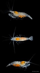 Salmoneus alpheophilus•&copy; Arthur Anker•All Rights Reserved