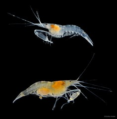 Salmoneus alpheophilus•&copy; Arthur Anker•All Rights Reserved