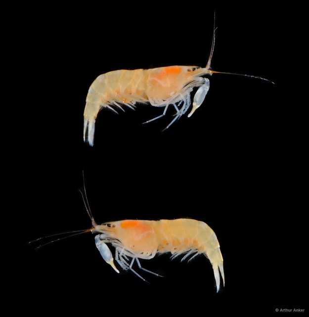 Salmoneus serratidigitus•&copy; Arthur Anker•All Rights Reserved