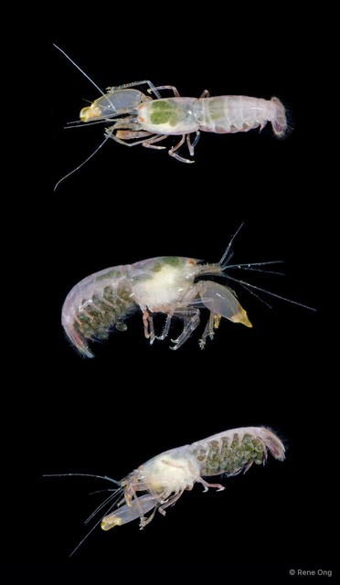 Synalpheus sp. "5215TB1-011"•&copy; Rene Ong•All Rights Reserved