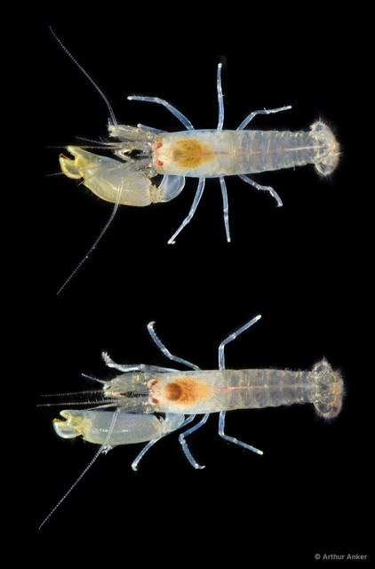 Synalpheus sp. "cf. hastilicrassus"•&copy; Arthur Anker•All Rights Reserved