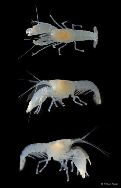Synalpheus sp. "SIN-043"•&copy; Arthur Anker•All Rights Reserved