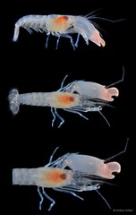 Synalpheus quadrispinosus•&copy; Arthur Anker•All Rights Reserved