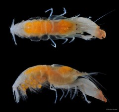 Synalpheus quadrispinosus•&copy; Arthur Anker•All Rights Reserved