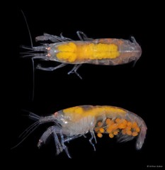 Synalpheus quadrispinosus•&copy; Arthur Anker•All Rights Reserved