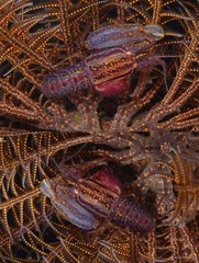 Synalpheus stimpsonii•&copy; Arthur Anker•All Rights Reserved