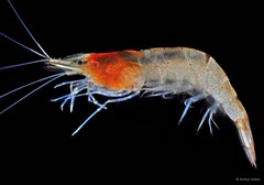 Caridina propinqua•&copy; Arthur Anker•All Rights Reserved