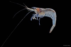 Caridina propinqua•&copy; Arthur Anker•All Rights Reserved