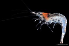 Caridina propinqua•&copy; CMBS photography team•All Rights Reserved