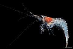 Caridina propinqua•&copy; Arthur Anker•All Rights Reserved