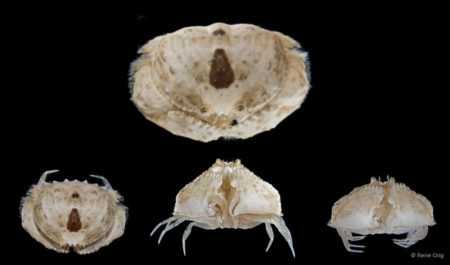 Calappidae sp. "SEA-5711"•&copy; Rene Ong•All Rights Reserved