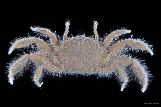 Ilyogynnis sp. "1"•&copy; Arthur Anker•All Rights Reserved