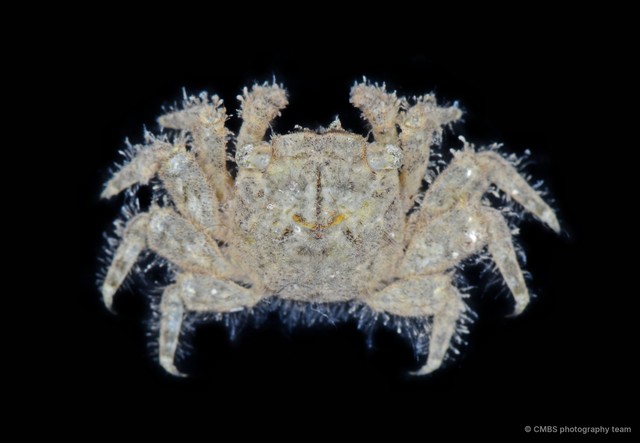 Moguai sp. "1"•&copy; CMBS photography team•All Rights Reserved