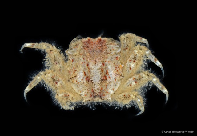 Moguai sp. "2"•&copy; CMBS photography team•All Rights Reserved