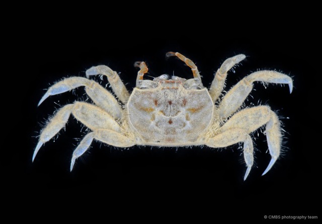 Paracleistostoma sp. "1"•&copy; CMBS photography team•All Rights Reserved