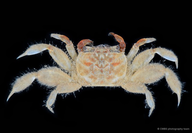 Paracleistostoma sp. "2"•&copy; CMBS photography team•All Rights Reserved