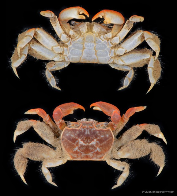 Paracleistostoma sp. "3"•&copy; CMBS photography team•All Rights Reserved
