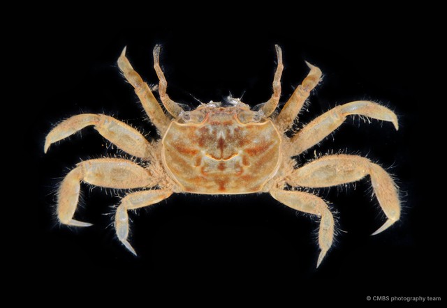Paracleistostoma sp. "4"•&copy; CMBS photography team•All Rights Reserved