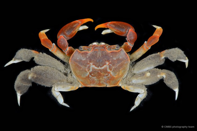 Paracleistostoma depressum•&copy; CMBS photography team•All Rights Reserved