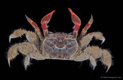 Paracleistostoma depressum•&copy; CMBS photography team•All Rights Reserved