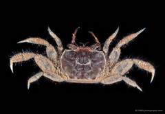 Paracleistostoma depressum•&copy; CMBS photography team•All Rights Reserved