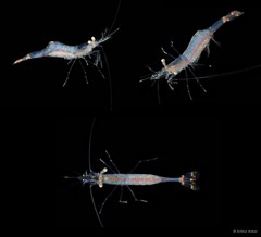 Chlorotocella gracilis•&copy; Arthur Anker•All Rights Reserved