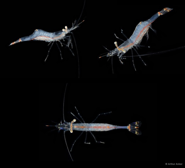 Chlorotocella gracilis•&copy; Arthur Anker•All Rights Reserved