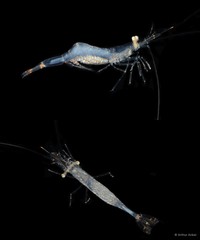 Chlorotocella gracilis•&copy; Arthur Anker•All Rights Reserved