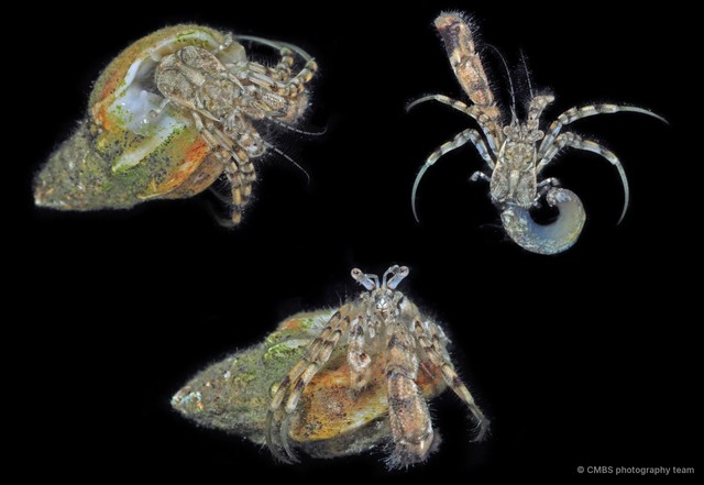 Diogenidae sp. "8910b174"•&copy; CMBS photography team•All Rights Reserved