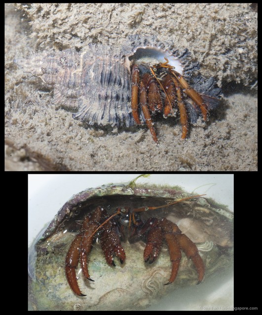 Clibanarius sp. "5267e6c1"•&copy; Ria Tan•All Rights Reserved
