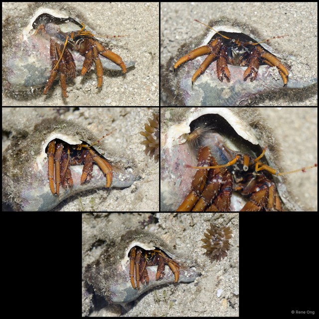 Clibanarius sp. "a7ee53e4"•&copy; Rene Ong•All Rights Reserved