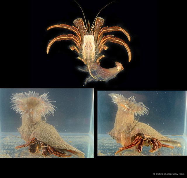 Clibanarius infraspinatus•&copy; CMBS photography team•All Rights Reserved