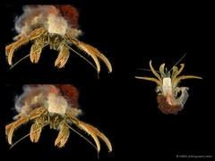 Clibanarius infraspinatus•&copy; CMBS photography team•All Rights Reserved