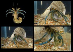 Clibanarius longitarsus•&copy; CMBS photography team•All Rights Reserved