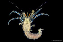 Clibanarius longitarsus•&copy; CMBS photography team•All Rights Reserved