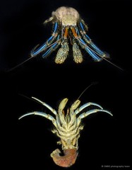 Clibanarius longitarsus•&copy; CMBS photography team•All Rights Reserved